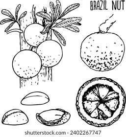 Hand drawn vector line illustration of Brazilian Nuts.
