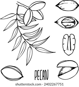 Ilustración de la línea vector dibujada a mano de nueces de pecan.