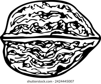 Hand drawn vector line illustration of manchurian nut isolated on a white background.