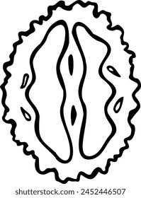 Hand drawn vector line illustration of cross section of manchurian nut isolated on a white background.