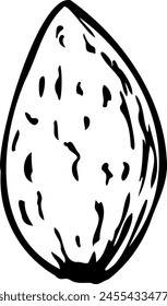 Hand drawn vector line illustration of almond in shell.