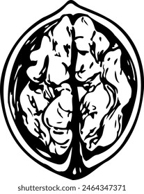 Hand drawn vector line illustration of a opened walnut.