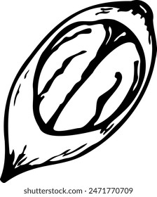 Hand drawn vector line illustration of opened pecan nut isolated on a white background.
