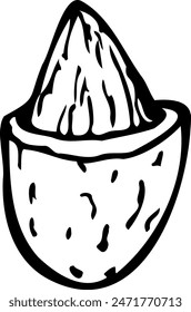 Hand drawn vector line illustration of opened almond.