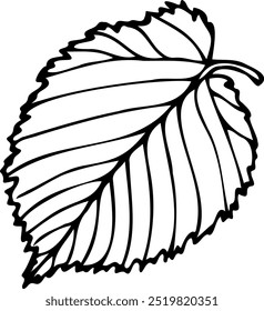 Ilustração de linha vetorial desenhada à mão da folha de Elm isolada em um fundo branco.