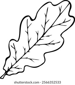 Hand drawn vector line illustration of Oak leaf isolated on a white background.