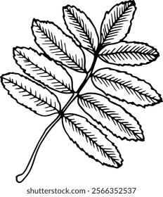 Hand drawn vector line illustration of Rowan leaf isolated on a white background.