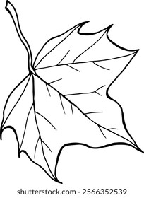 Dibujado a mano ilustración de línea de Vector de hoja de arce aislado sobre un fondo blanco.