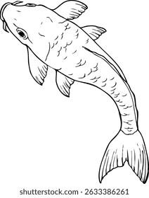 Hand drawn vector line Illustration of Koi carp fish isolated on a white background.