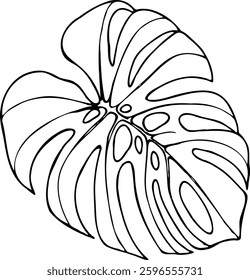 Linha de vetor desenhada à mão monstera folha sem caule isolado em um fundo branco.