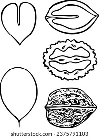 Hand drawn vector line set of manchurian nut.