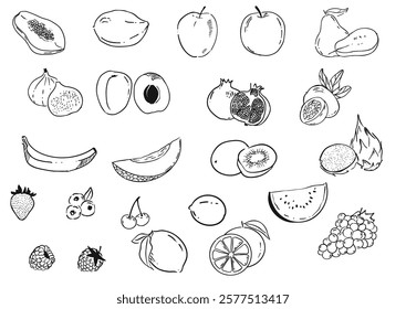 hand drawn vector linework illustration of various fruits. stylized linework drawing of fruits