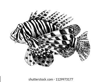 Hand drawn vector lionfish. Dangerous coral reef fish