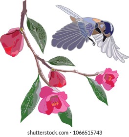 Hand drawn  vector llustration of camellia japonica branch  vith flowers and flying blue bird