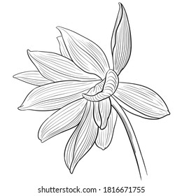 Hand drawn vector of lotus flower isolated on white background for coloring page. Black and white  stock illustration of water plant for coloring book.