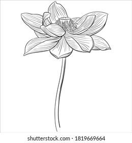 Hand drawn vector of lotus flower isolated on white background for coloring page. Black and white  stock illustration of water plant for coloring book.