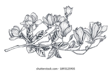 Hand drawn vector magnolia branch. Beautiful romantic elegant floral element