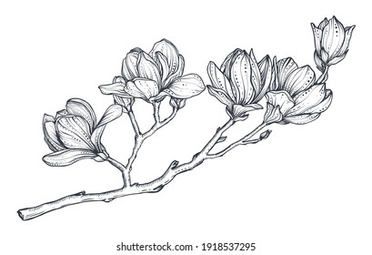 Hand drawn vector magnolia branch. Beautiful romantic elegant floral element.