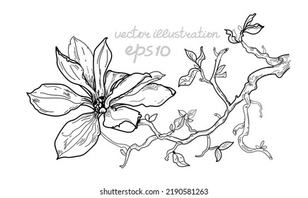 Hand drawn vector of magnolia branch flower drawing. Black and white with line art on a white background. Botanical illustration. Sketch floral botany collection.