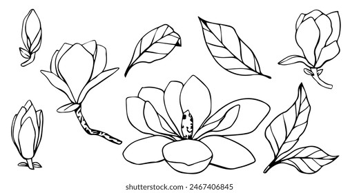 Hand drawn vector magnolia flower, set of contour outline illustration. isolated floral element. flower bud of different shapes. Illustration for prints, templates, greeting cards, invitations