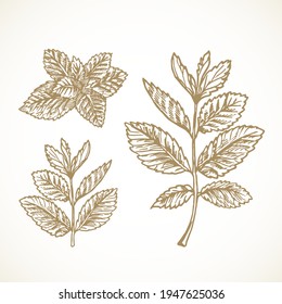 Hand Drawn Vector Mint Branches with Leaves Sketch Sillhouettes Set. Moenthol Spice Herb Doodles Collection. Isolated.