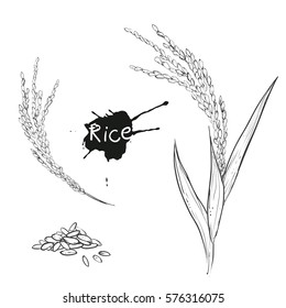 Hand drawn vector monochrome illustration of rice plant, grain. sketch. Vector eps 8.