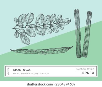 Handgezeichnete Vektorgrafik Moringa Oleifera Pflanze Illustration. Veganisches Kräuterfutter mit buntem Hintergrund. isoliert