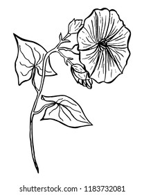 298 Morning Glory Black White Floral Design Images, Stock Photos ...