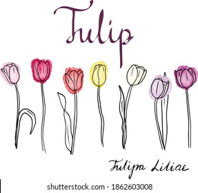 Hand drawn vector multicolored tulips set - yellow, white, red, pink, purple tulip flowers with leaves and without leaves in watercolor style