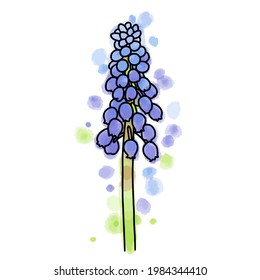Vector dibujado a mano de moscari aislado en fondo blanco. Ilustración bursátil de la flor azul sobre fondo y manchas acuáticas. 