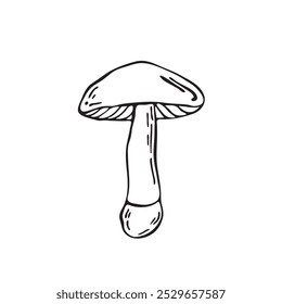 Hand drawn vector mushroom. Outline black vector forest element