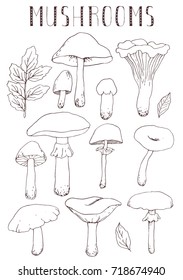 Hand drawn vector mushrooms