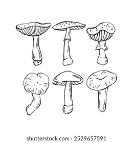 Hand drawn vector mushrooms set. Outline black vector forest elements 