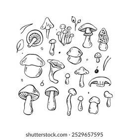 Hand drawn vector mushrooms set. Outline black vector forest elements 