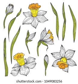 Hand drawn vector narcissus set.Flowers for your design. Colorful narcissus flowers on white background.
