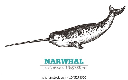 Hand drawn vector narwhal. Sketch engraving illustration of whale