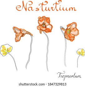 Hand drawn vector nasturtium flowers set in watercolor style