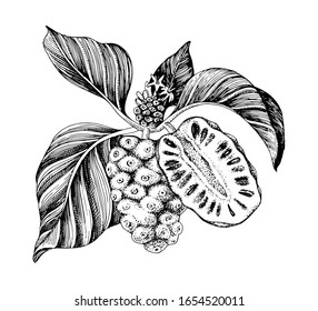Hand drawn vector noni branch. Superfood. Vector illustration in retro style.