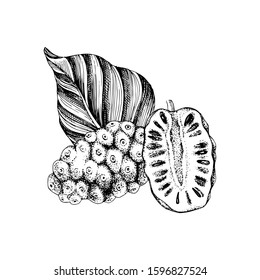 Hand drawn vector noni fruit with half and leaf. Superfood. Vector illustration in retro style.