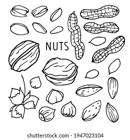 Hand drawn vector nut set. Doodle Linear sketch. Pistachios, Walnut, Almond, Hazelnut, Peanut. Organic, fresh cooking, healthy diet ingredient. For label template, packaging, farm market emblem design