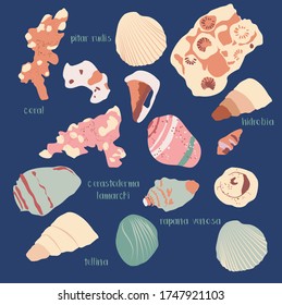 Hand drawn vector ocean set trendy illustration with corals and different seashells in minimalistic pastel colors.Hidrobia, coral, cerastoderma lamarcki, rapana venosa, tellina for poster or cafe menu