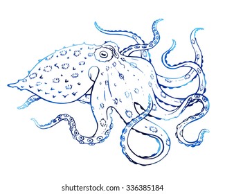 Hand drawn vector octopus