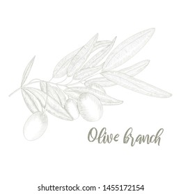 Hand drawn vector olive branch. White background. Isolated. Monochrome technique. For logo, design, greeting cards, food and healthcare industry