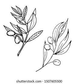 Hand drawn vector olive branch. White background. Isolated. Monochrome engraving technique.

