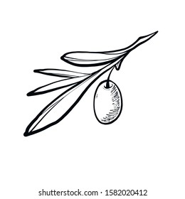 Hand drawn vector olive branch. White background. Isolated.