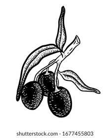 Hand drawn vector olive branch. White background. Isolated. Engraving monochrome technique.