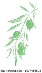 Hand drawn vector olive branch. White background. Isolated. Engraving monochrome technique.