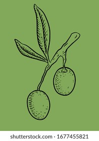 Hand drawn vector olive branch. Green background. Isolated. Engraving monochrome technique.