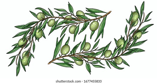 Hand drawn vector olive branch. White background. Isolated. Engraving technique.