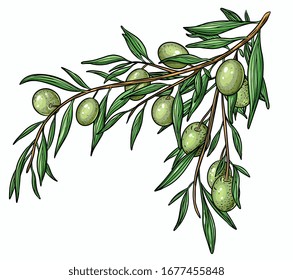 Rama de olivo vectorial dibujada a mano. Fondo blanco. Aislado. Técnica de grabado.